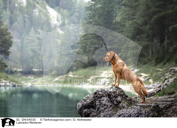 Labrador Retriever / Labrador Retriever / DH-04035