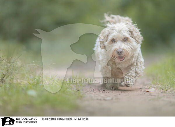 Havaneser R�de / male Havanese / DOL-02499
