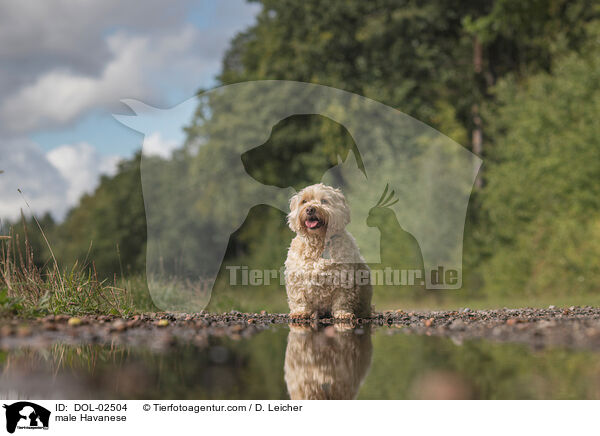 Havaneser R�de / male Havanese / DOL-02504