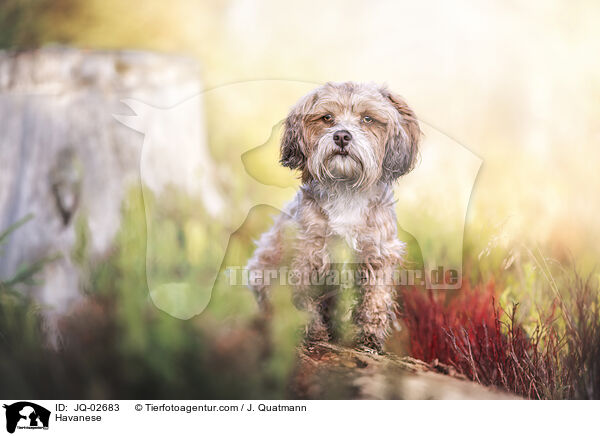 Havaneser / Havanese / JQ-02683