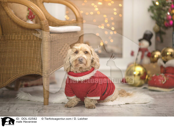 Havaneser R�de / male Havanese / DOL-02582