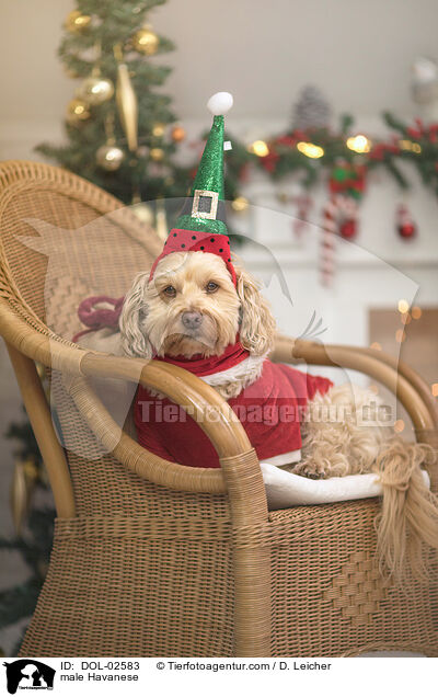 Havaneser R�de / male Havanese / DOL-02583