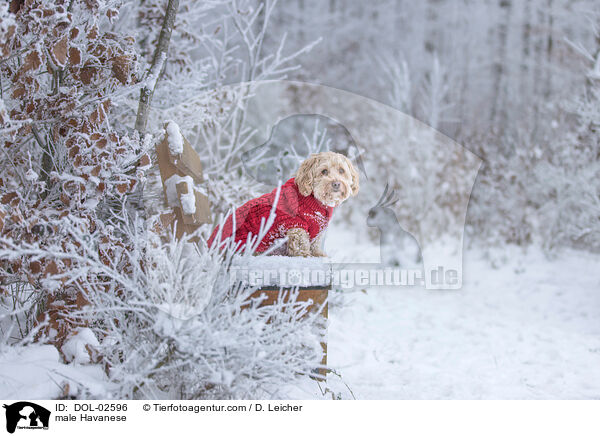 Havaneser R�de / male Havanese / DOL-02596