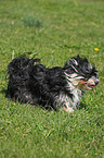 running Havanese