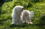 Havanese