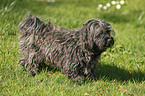 Havanese