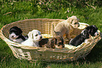 Havanese Puppies