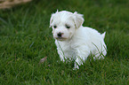 Havanese Puppy