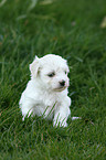 Havanese Puppy