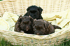 Havanese Puppies