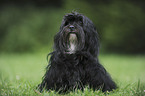 havanese