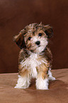 havanese puppy