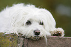 havanese