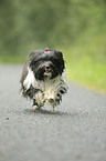 running havanese