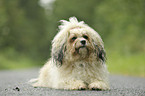 lying havanese