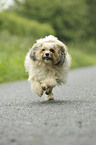running havanese