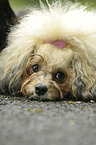 havanese portrait