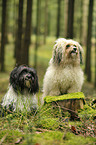 sitting havanese