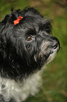 havanese portrait