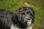 havanese portrait