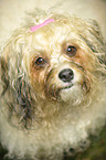 havanese portrait