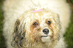 havanese portrait