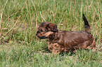 havanese puppy