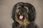 havanese portrait