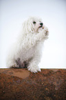 sitting havanese