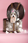 havanese portrait