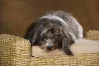 lying havanese