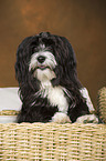 sitting havanese