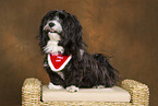 havanese