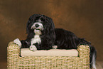 lying havanese