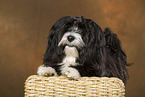 lying havanese