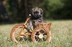 havanese puppy