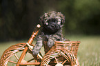 havanese puppy