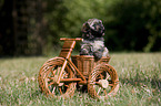 havanese puppy