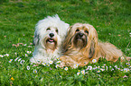 2 havanese