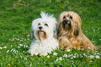 2 havanese