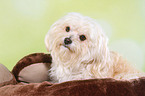 havanese portrait