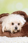 havanese portrait