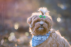 Havanese Portrait