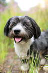 Havanese Portrait