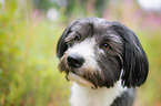 Havanese Portrait