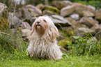 sitting Havanese