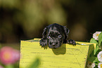 Havanese Puppy in wooden box