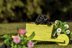 Havanese Puppy in wooden box