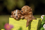 Havanese puppies in wooden box