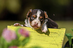 Havanese Puppy in wooden box